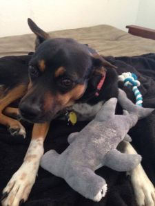 Photo: David Shiffman