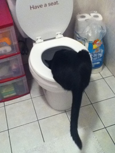 Why don't we teach our cats to throw up in the toilet?